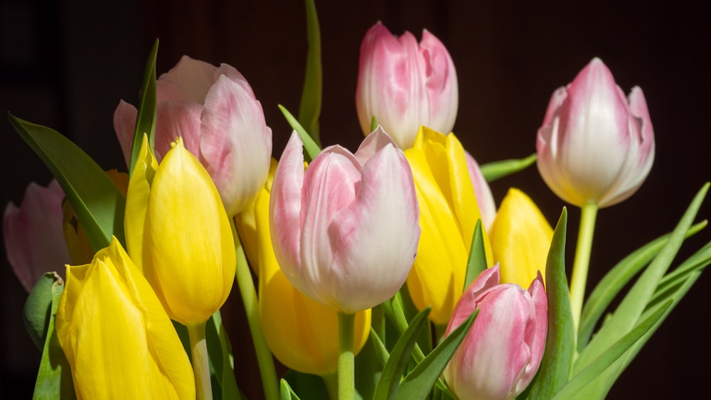 pink and yellow tulips in bloom