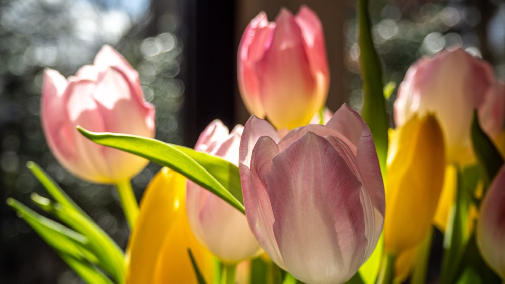 pink tulips in bloom during daytime