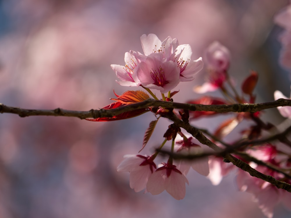 a branch of a tree with pink flowers