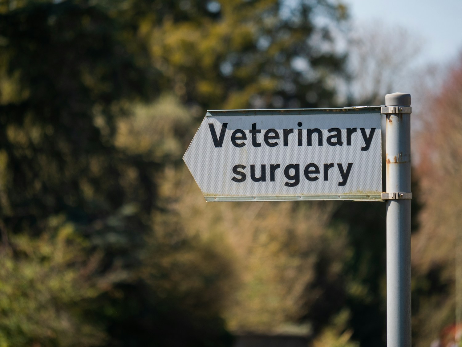 Front-line fatigue: Pandemic pressures pouncing on taxed veterinarians