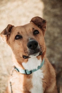 A close-up of a brown and white dog with a light blue collar, looking intently upwards. The background is blurred, emphasizing the dog's expressive eyes and soft fur.