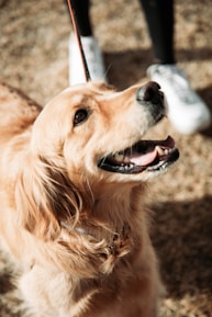A joyful dog enjoying a sunny walk in a South Florida neighborhood.