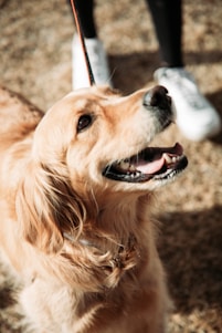 A joyful rescued dog being gently held by a volunteer in a sunny shelter garden.