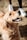 A joyful, golden-hued dog looks upwards with a happy and expectant expression. The sunlight illuminates its fur, highlighting its wavy texture. Nearby, a pair of white sneakers suggests the presence of a person holding the dog's leash.