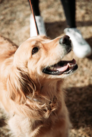 A joyful rescued dog wagging its tail in a sunny shelter yard.