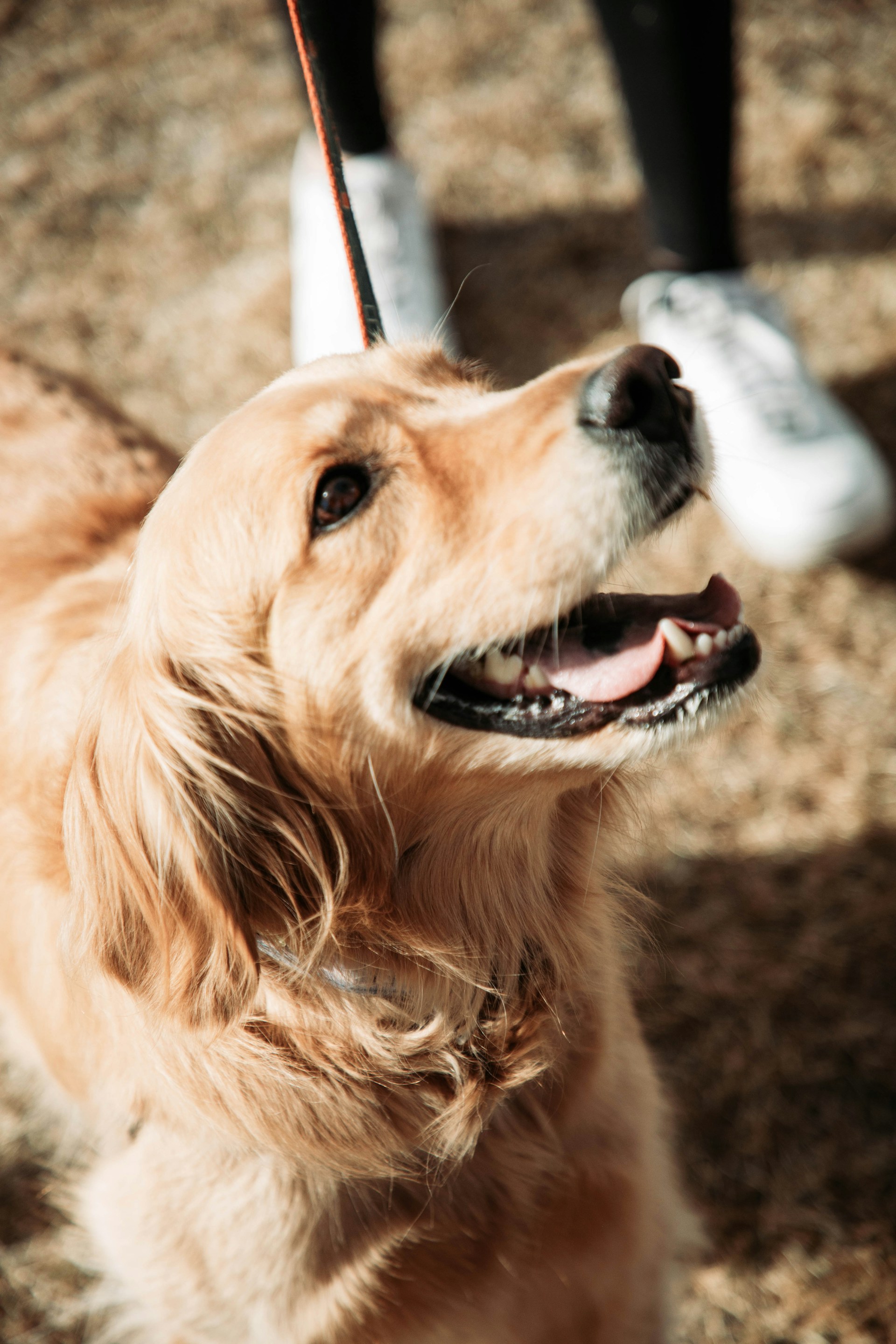 A happy dog playing with its owner in a sunny park, showcasing a joyful bond.