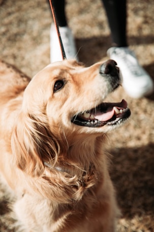 A joyful, golden-hued dog looks upwards with a happy and expectant expression. The sunlight illuminates its fur, highlighting its wavy texture. Nearby, a pair of white sneakers suggests the presence of a person holding the dog's leash.
