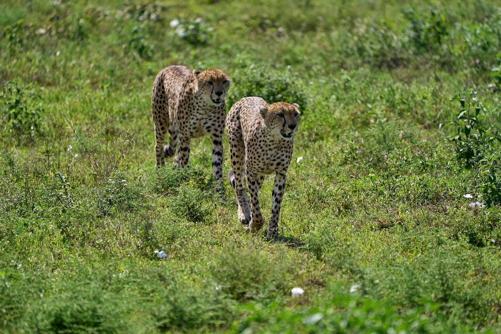 cheetah walking on green grass field during daytime