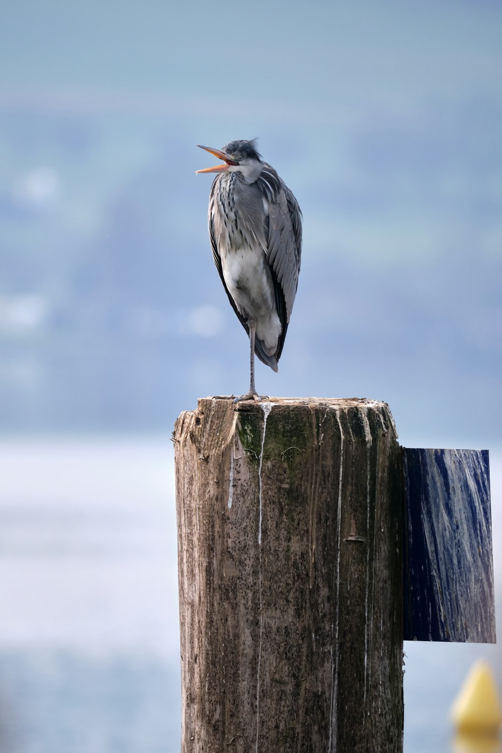 gray and orange bird on brown wooden post