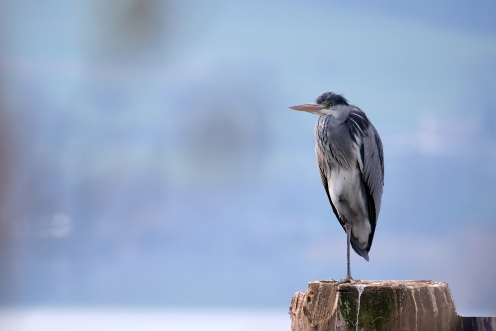 black and white bird on brown wooden post