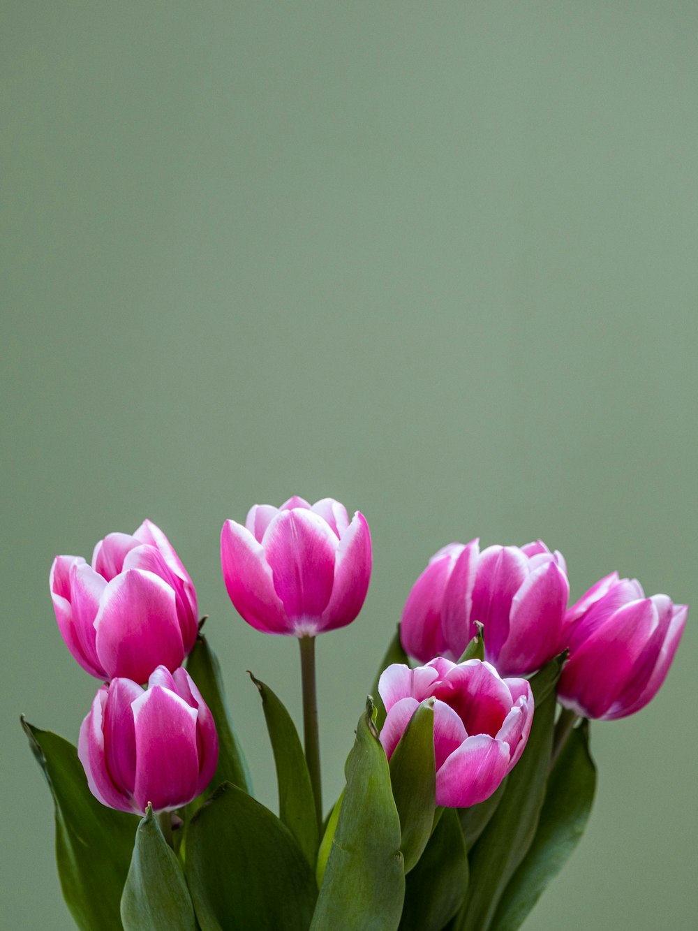 pink tulips in bloom close up photo