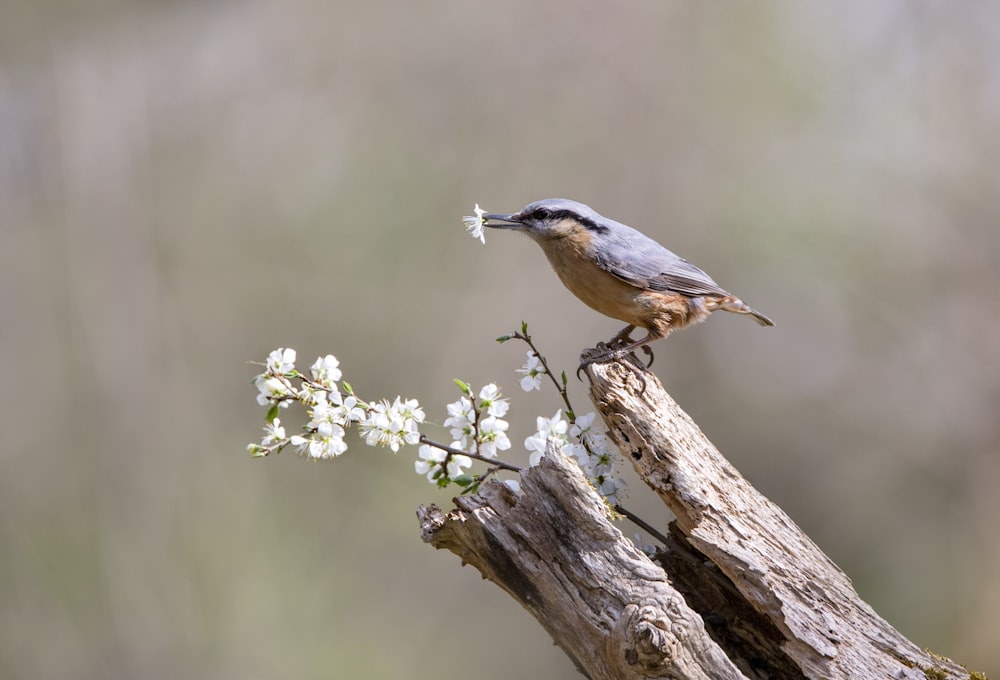 brown and white bird on brown tree branch during daytime