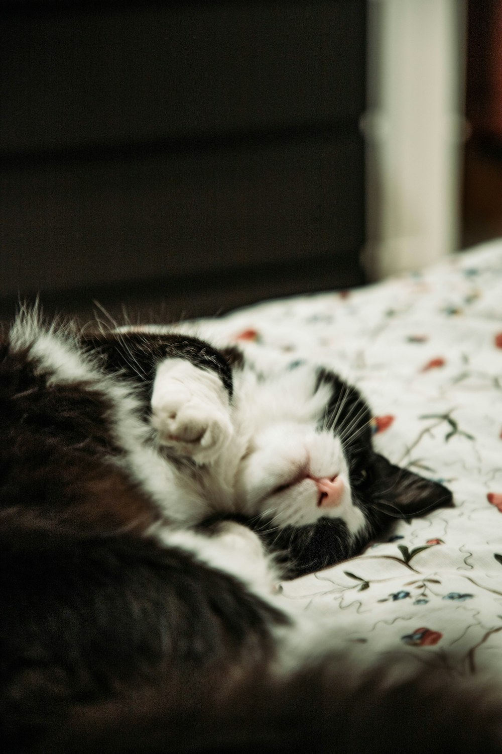 black and white cat lying on white and red floral bed