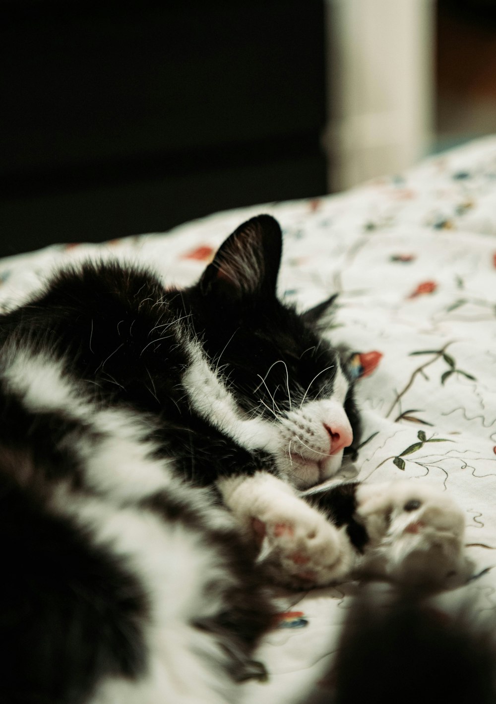 black and white cat lying on white and red floral textile
