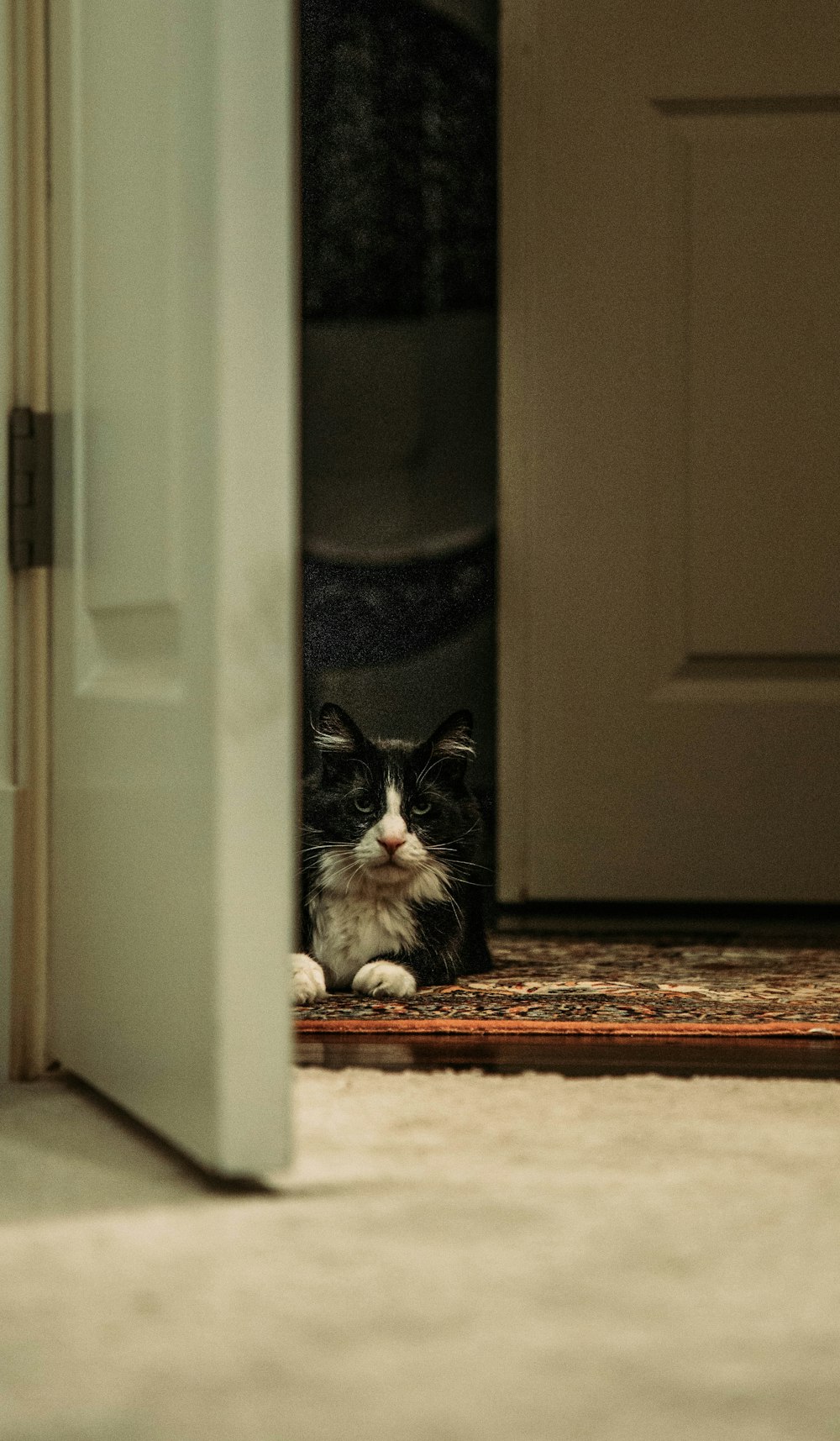 black and white cat on white wooden door