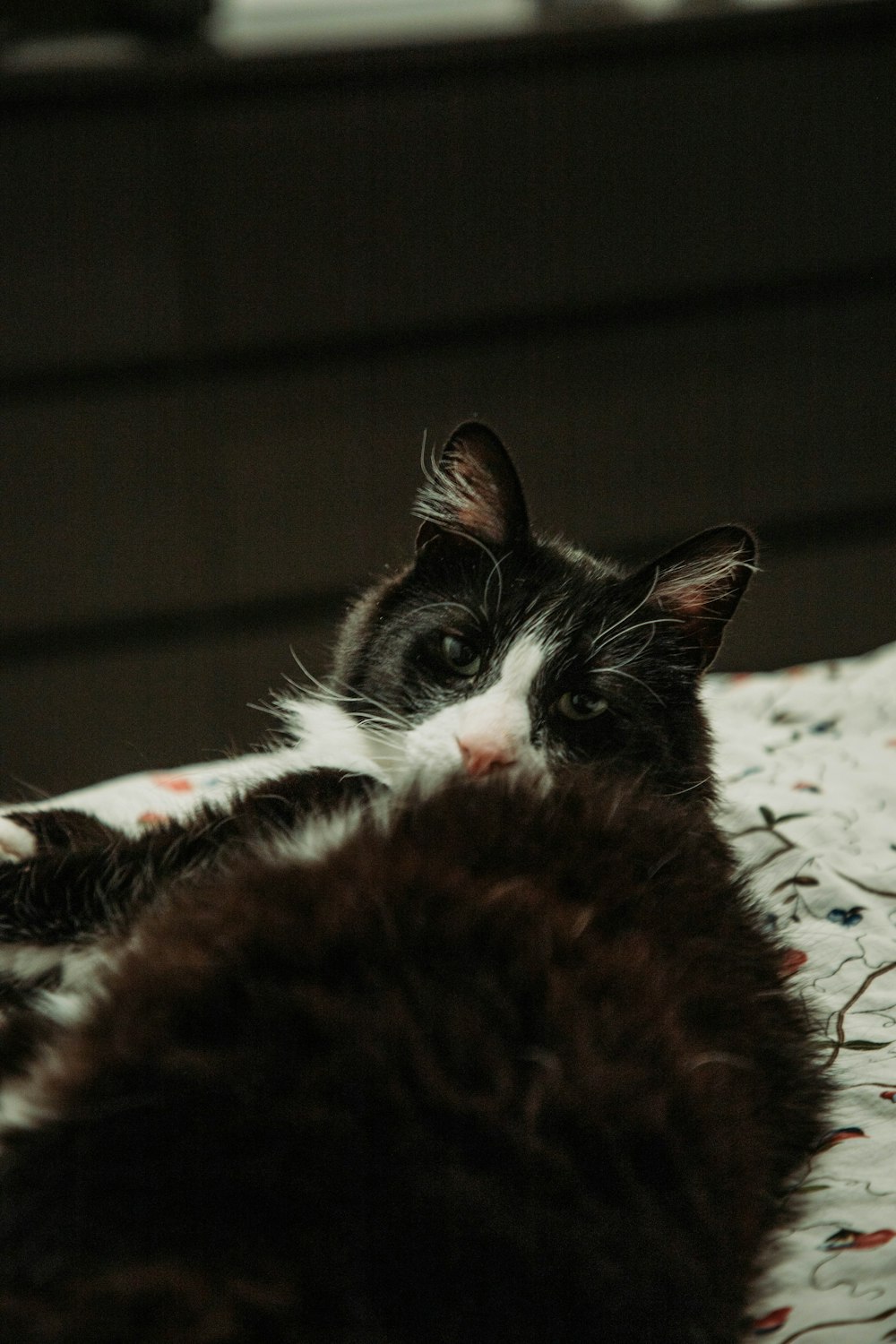 black and white cat on white and red floral textile