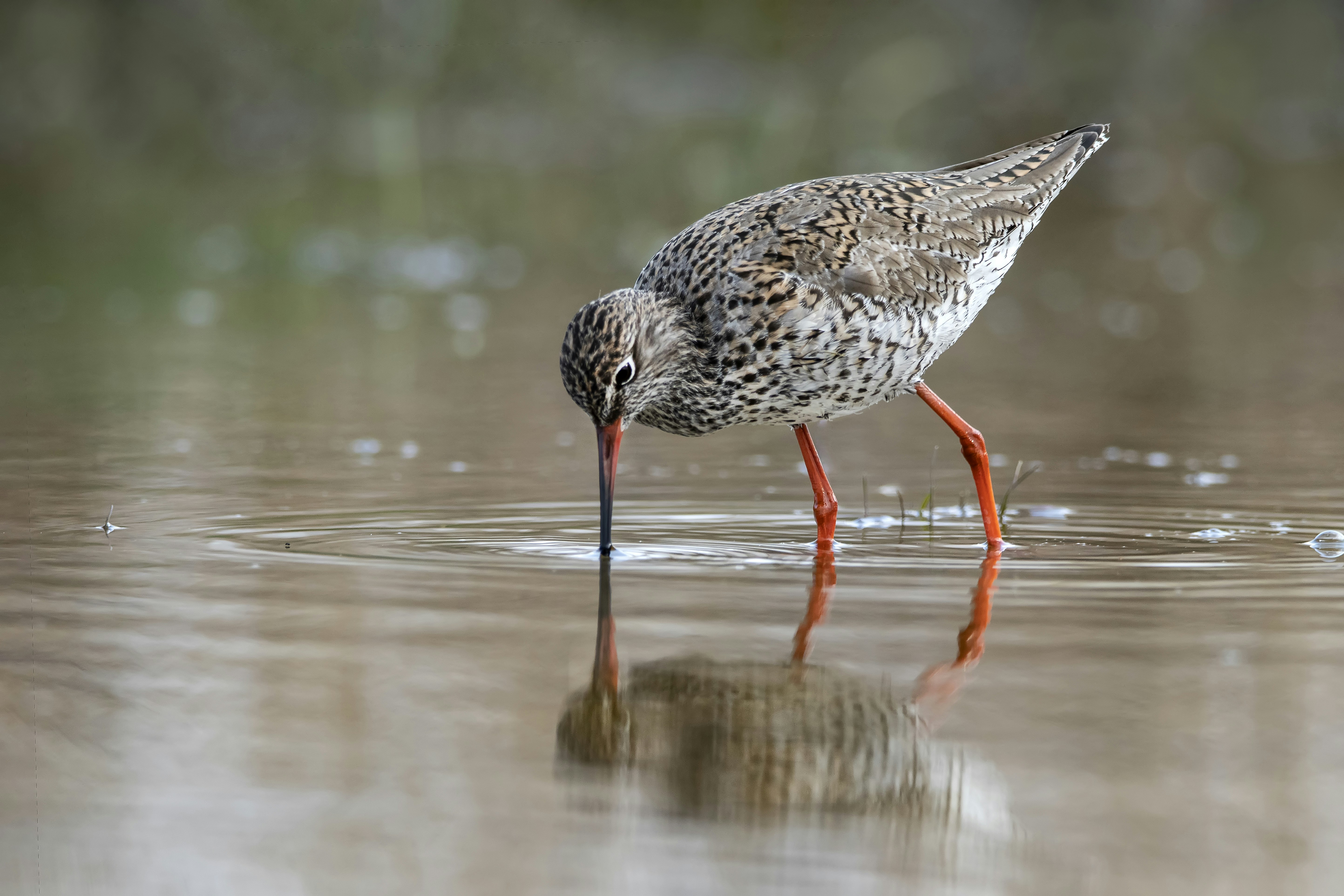 Uccello bianco e nero sul bastone di legno marrone