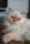 white and orange tabby cat