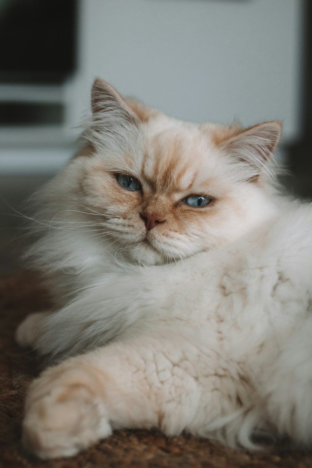 white and orange tabby cat