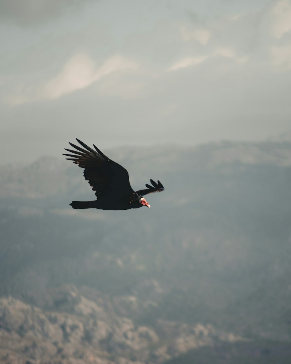 Uccello nero che vola sopra le nuvole