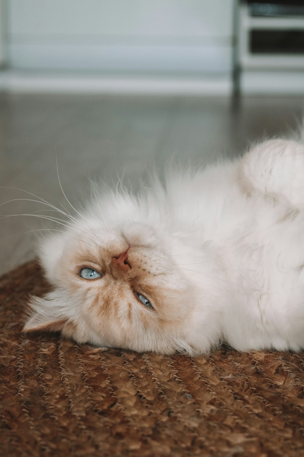 갈색 섬유에 누워있는 흰 고양이