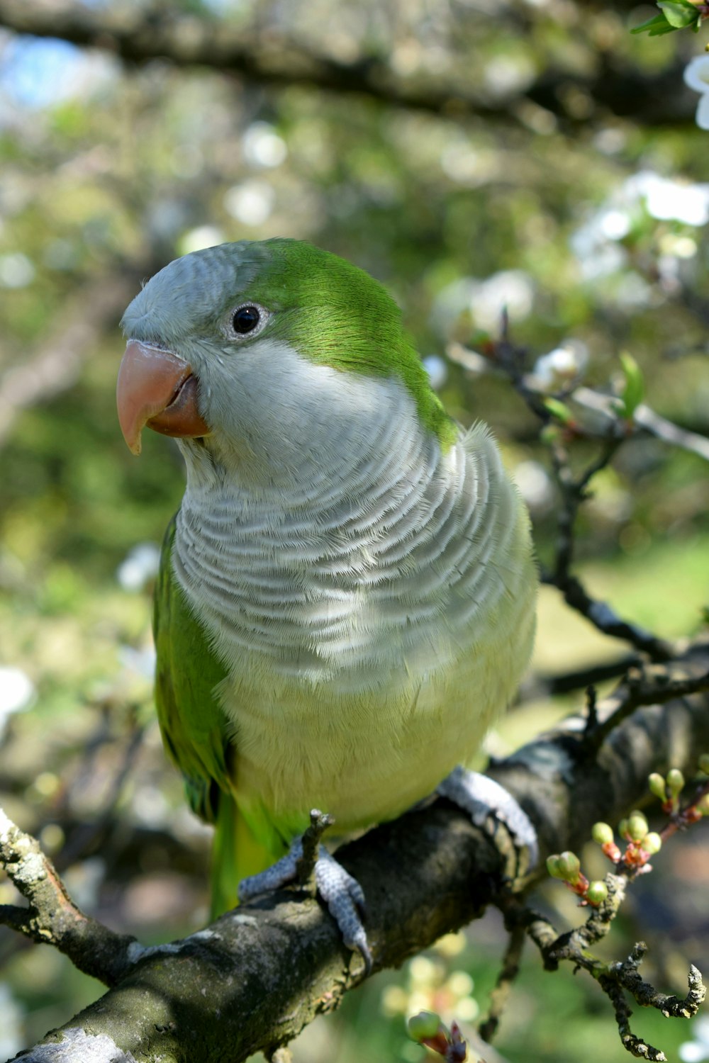 green and white bird on tree branch during daytime