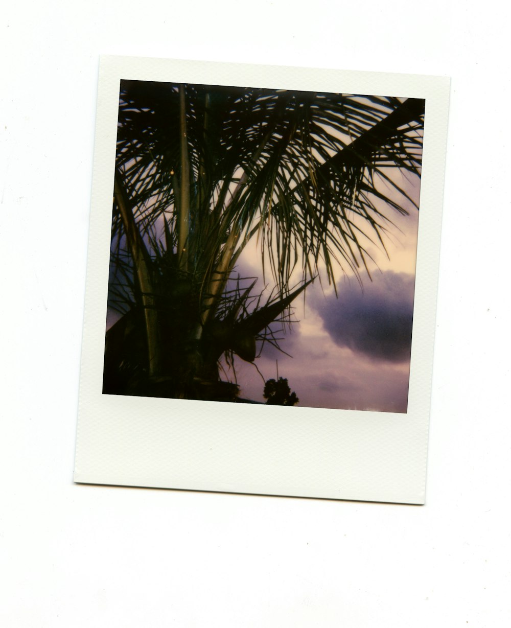 Grüne Palme unter blauem Himmel