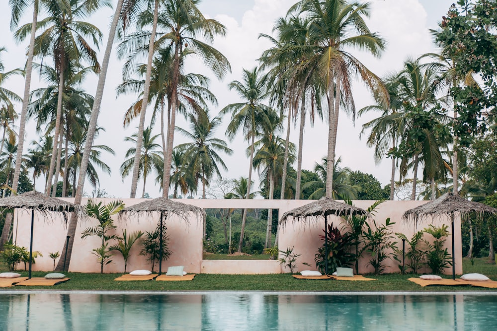 palm trees near swimming pool during daytime