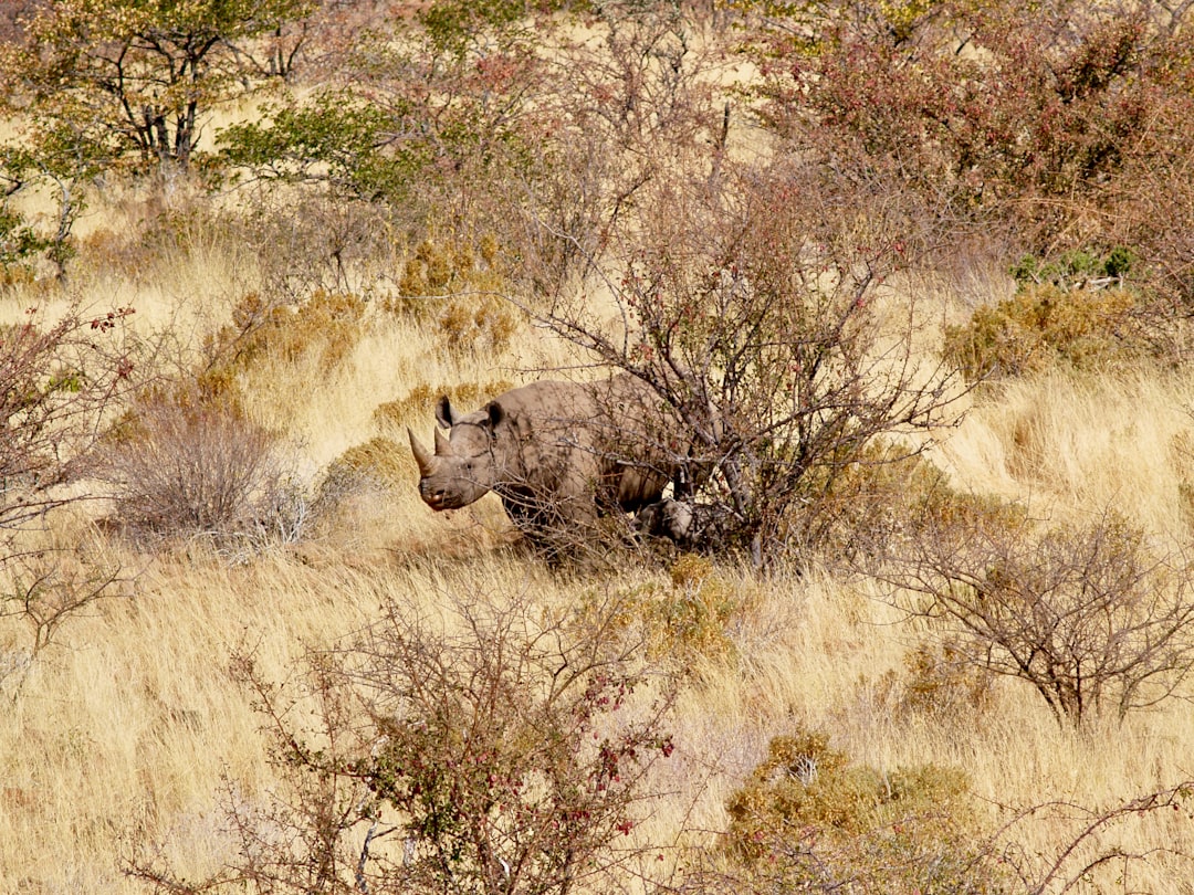 gray rhinoceros on brown grass field during daytime