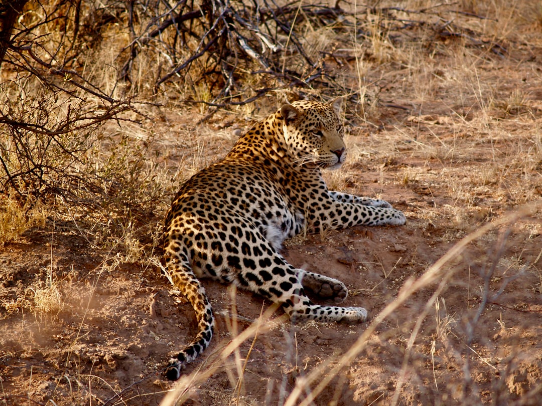leopard walking on brown grass field during daytime