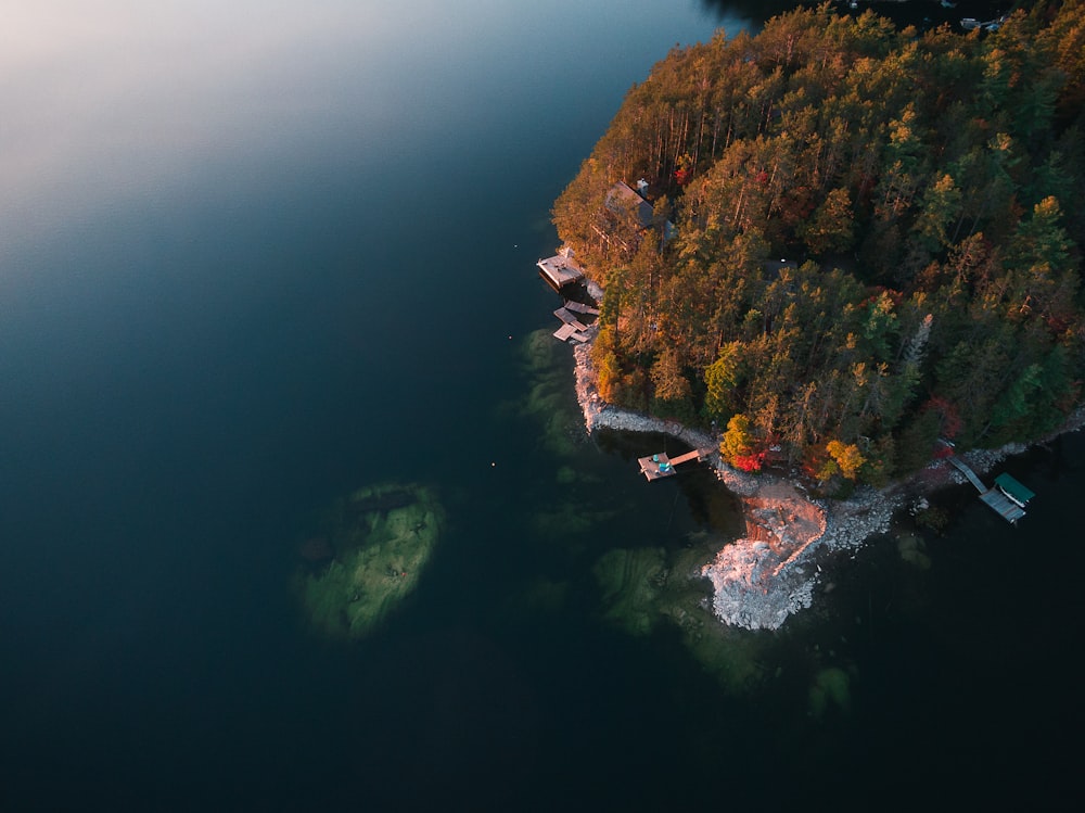 aerial view of green and brown trees on island during daytime