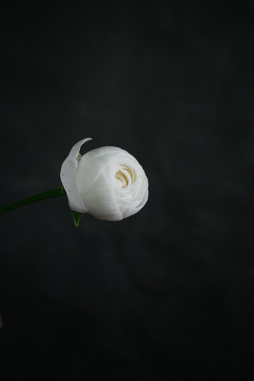 white flower with green leaves