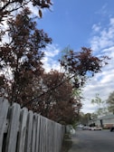 A wooden fence runs alongside a road. Behind the fence, several trees with dark red and green leaves extend upward. The sky above is mostly clear with a light scattering of clouds. In the background, a few residential buildings and parked cars are visible.