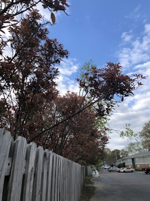 A wooden fence runs alongside a road. Behind the fence, several trees with dark red and green leaves extend upward. The sky above is mostly clear with a light scattering of clouds. In the background, a few residential buildings and parked cars are visible.