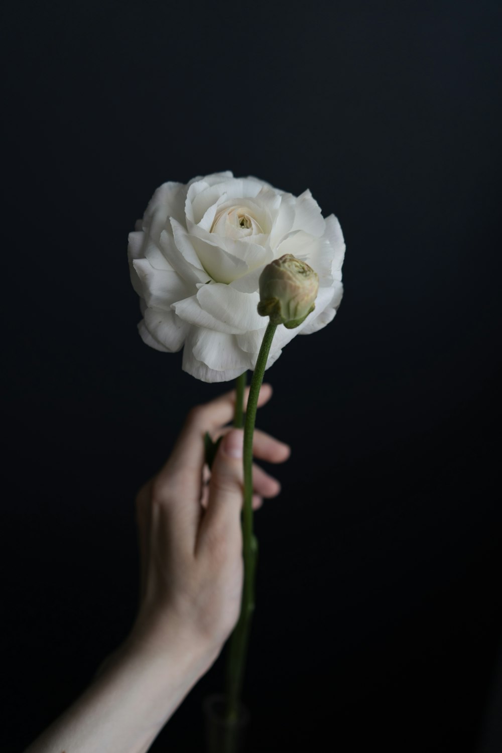 white rose in bloom close up photo