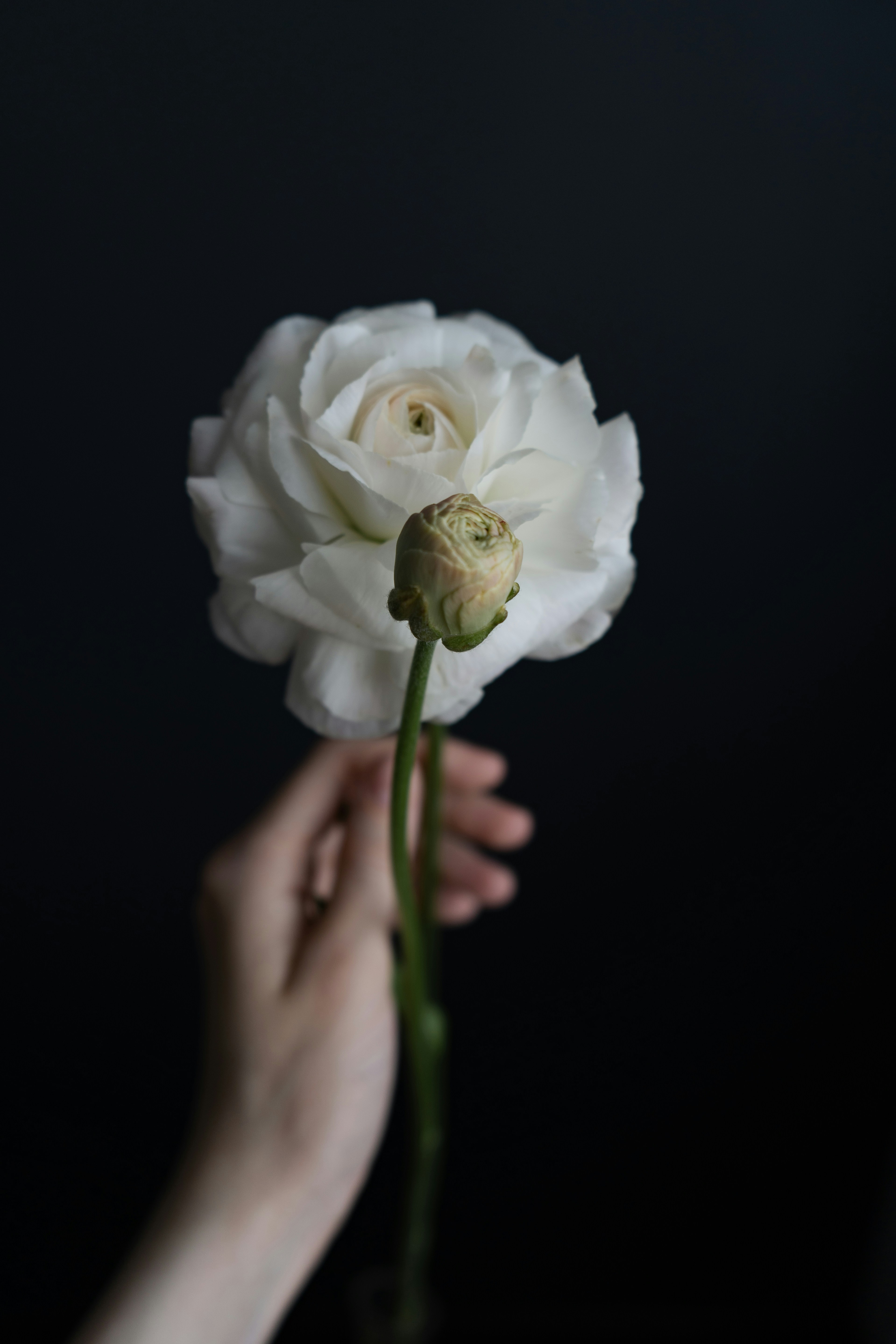 Photo by albina___white