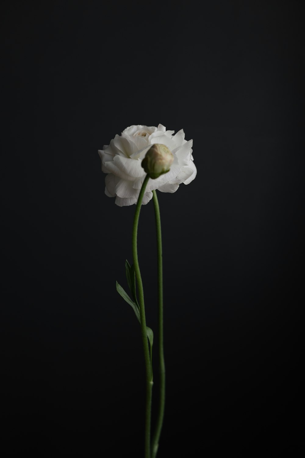 white flower with green leaves