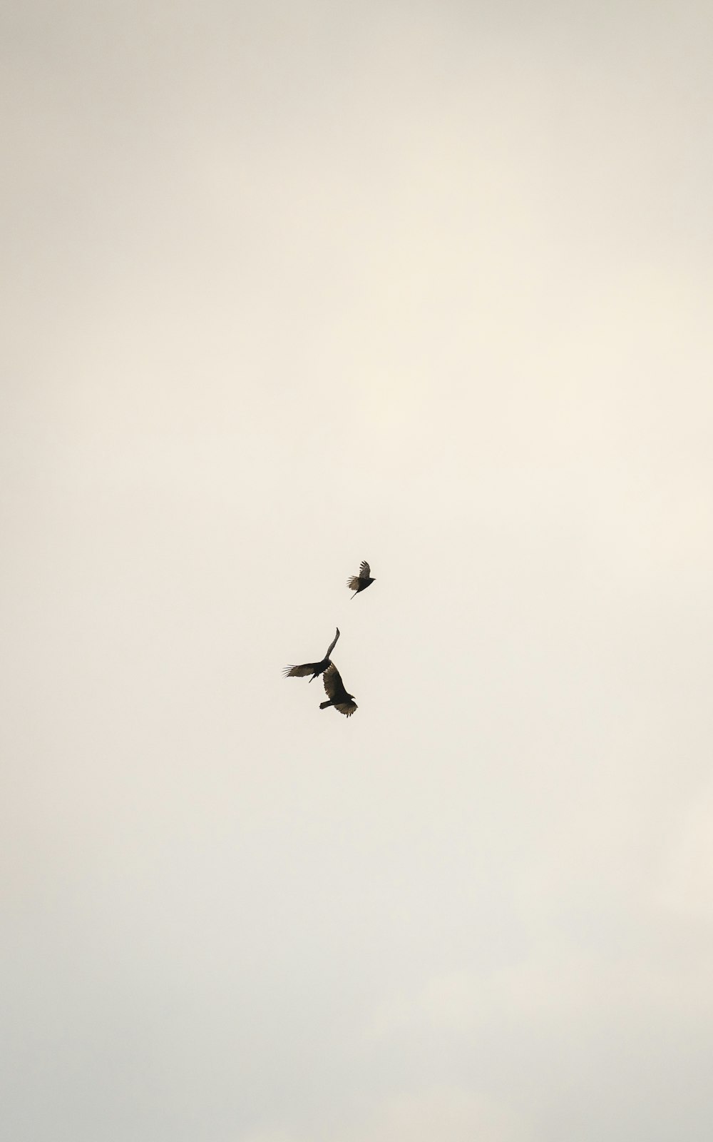 black bird flying on sky