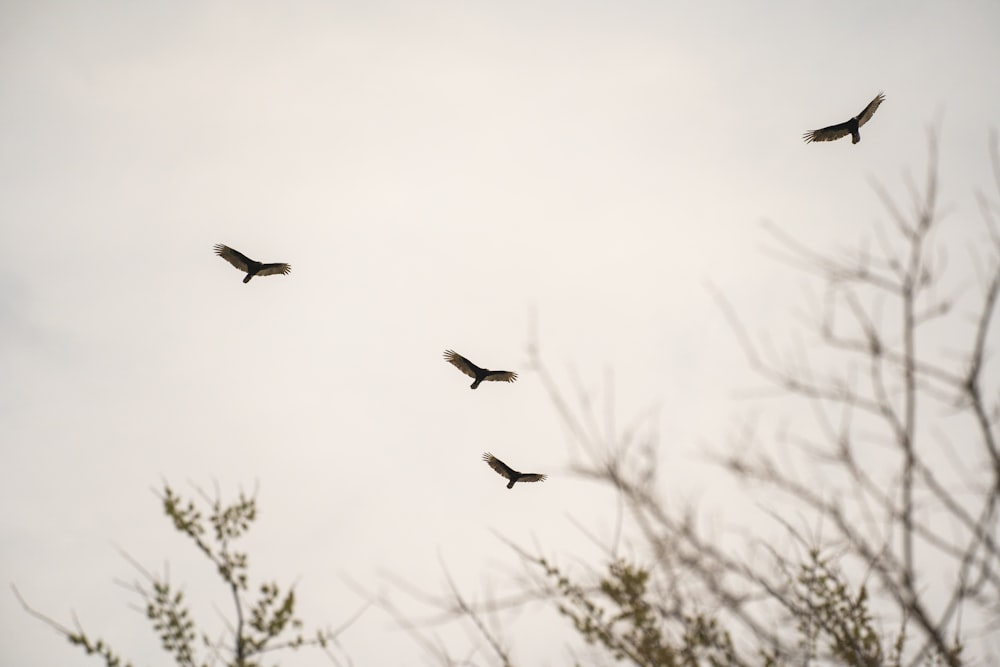 black and white birds flying