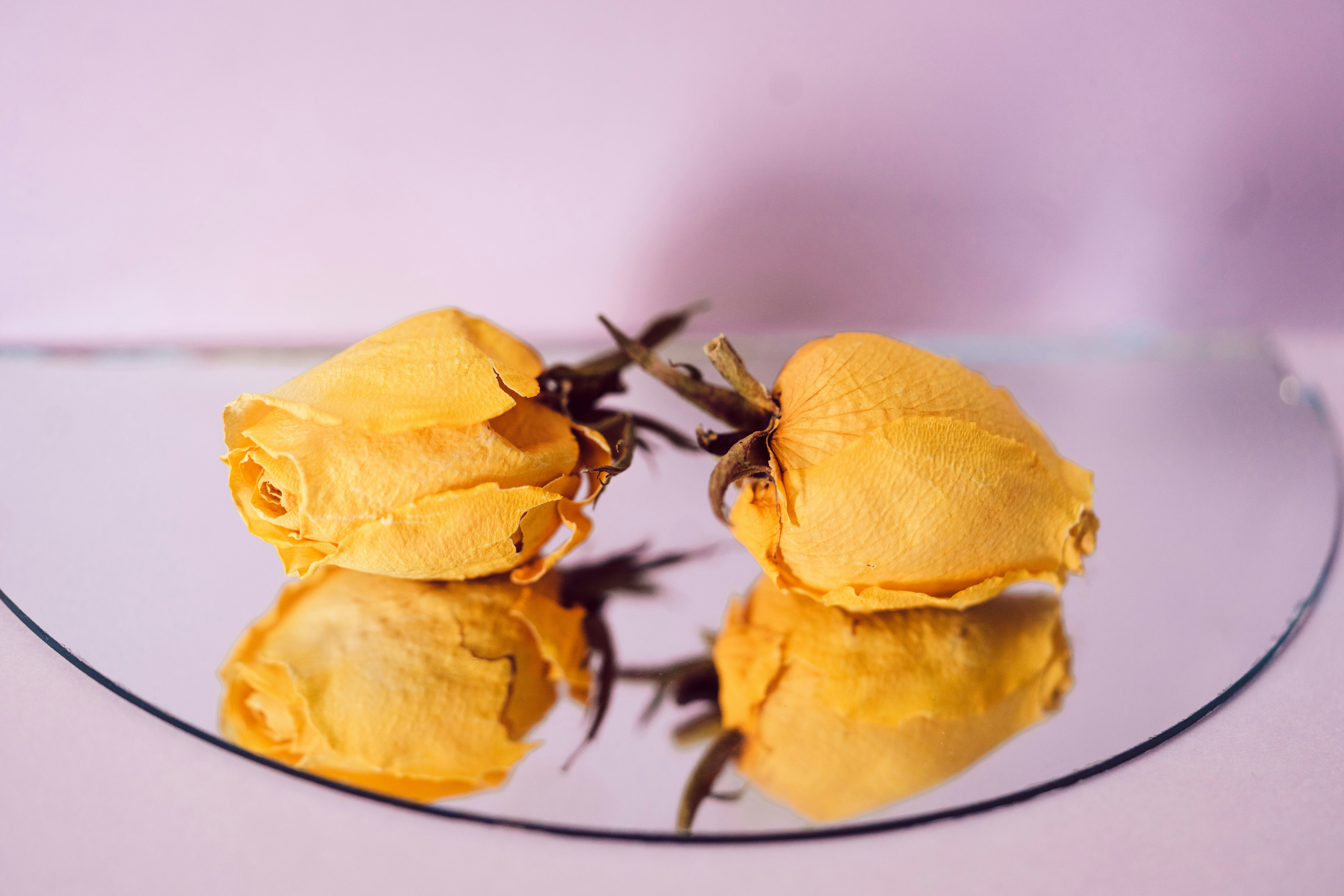 yellow and black butterfly on white surface