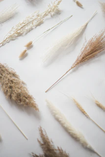 brown and white wheat on white surface