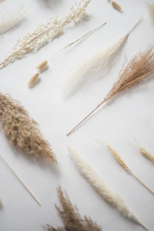 brown and white wheat on white surface