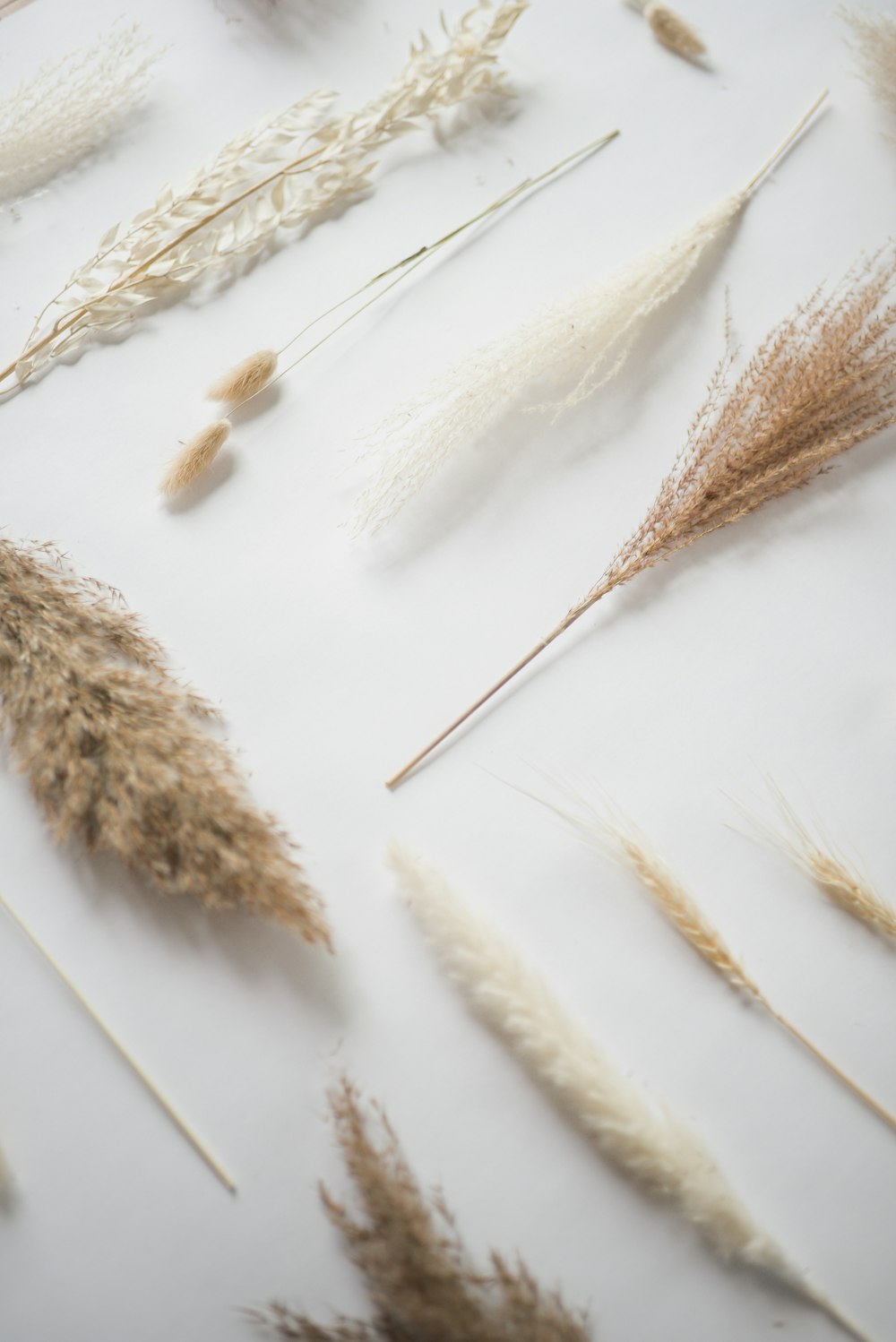 brown and white wheat on white surface