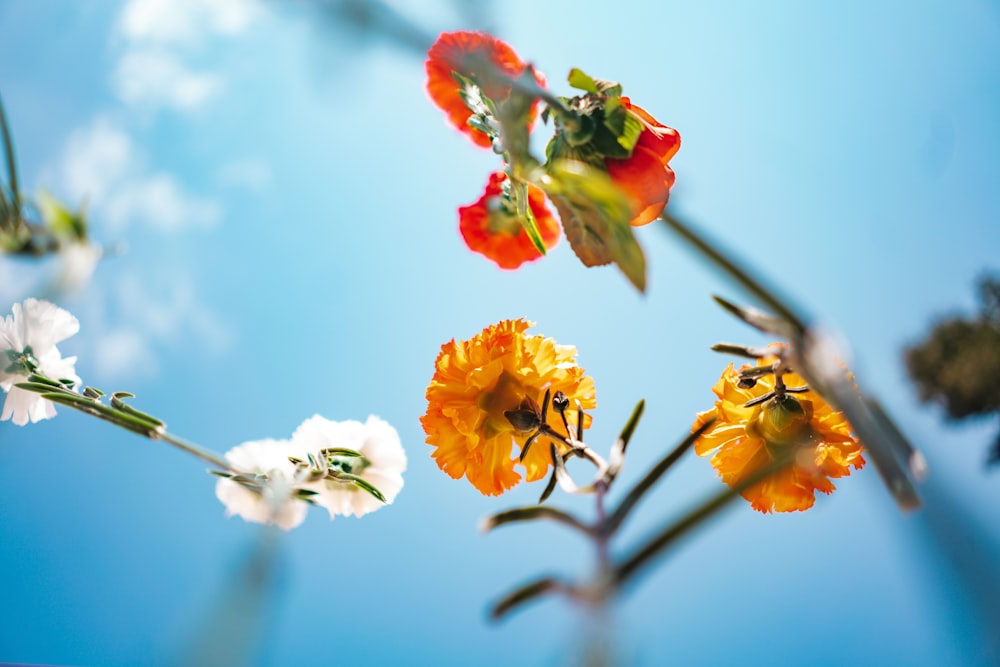 yellow and red flower in tilt shift lens