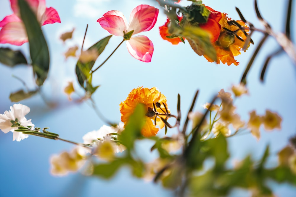 pink and yellow flower in tilt shift lens