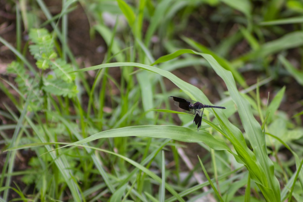 black fly on green grass during daytime