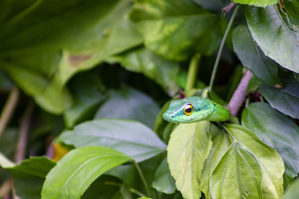 green lizard on green leaf