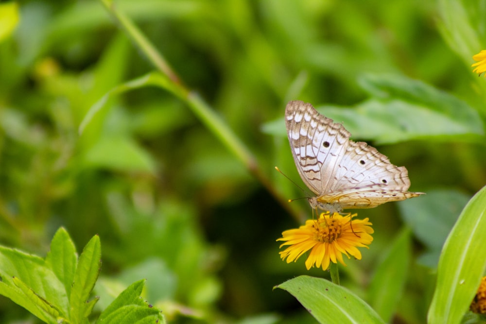 borboleta marrom e branca na flor amarela