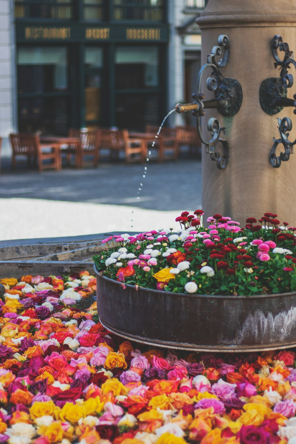 red yellow and purple flowers on brown concrete pot