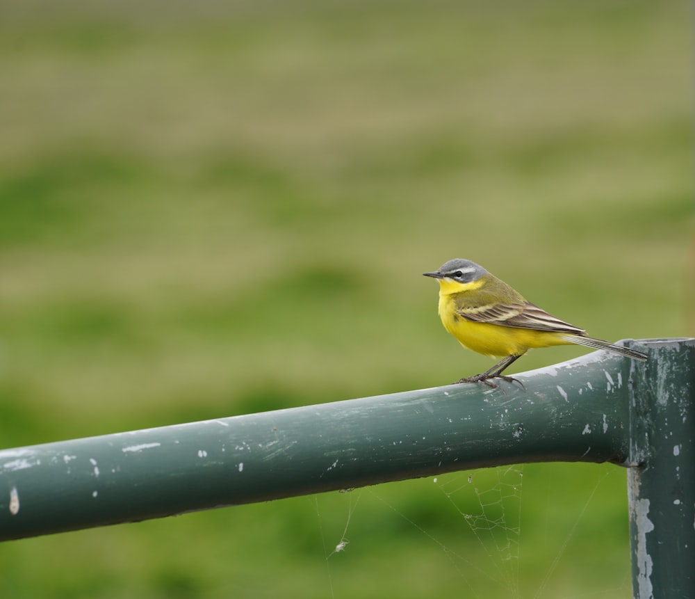 yellow and black bird on black metal bar during daytime